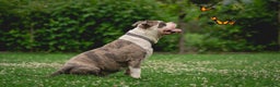 Amerikaanse Bully honden te koop: American Bully Xl  - Advertentie 6