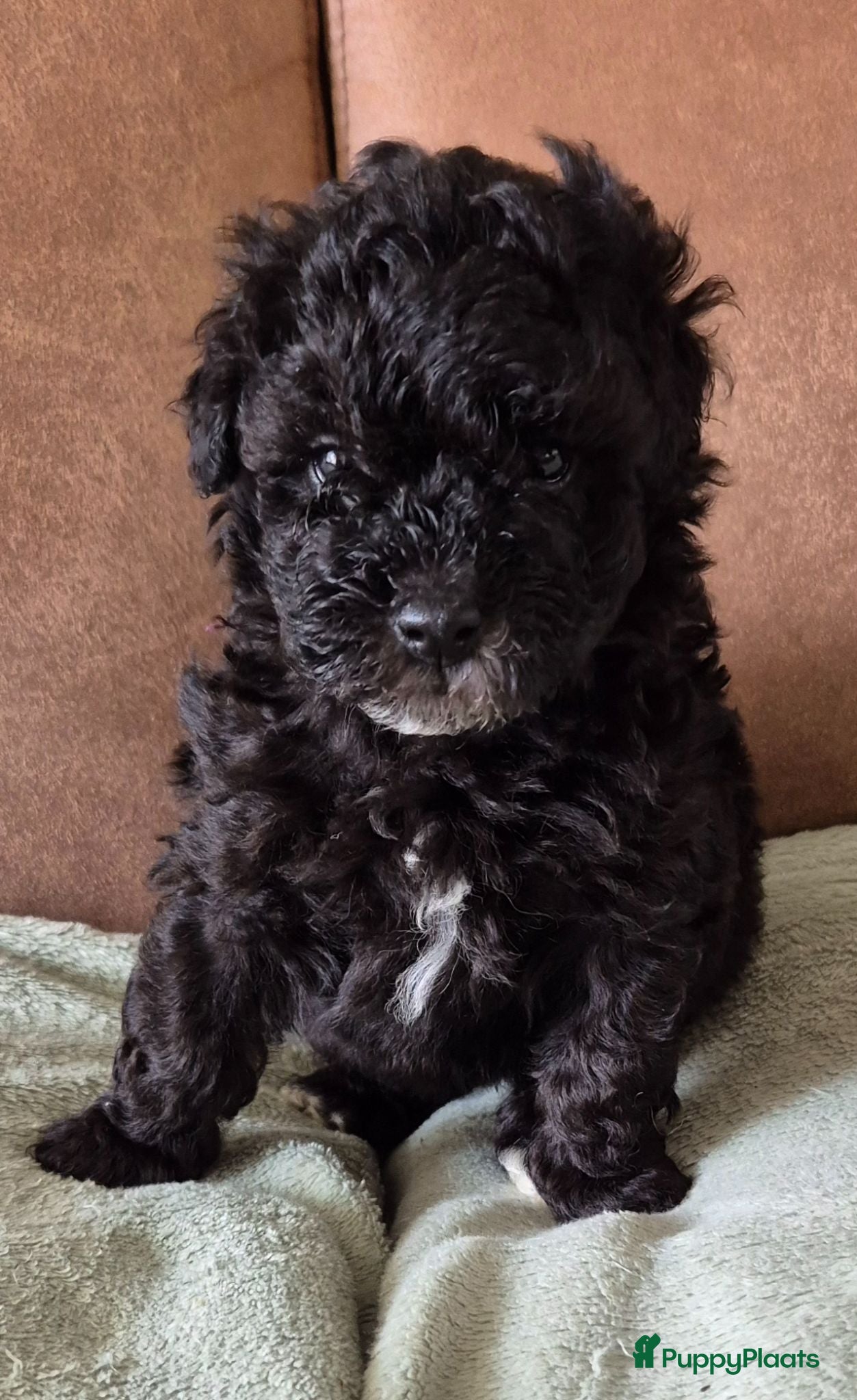 Dwergpoedel honden Mooie zwarte dwerg poedel pup - Advertentie 1