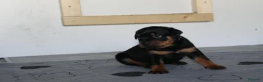 Rottweiler 6