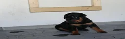 Rottweiler honden te koop: 8 Rottweiler pups. - Advertentie 30