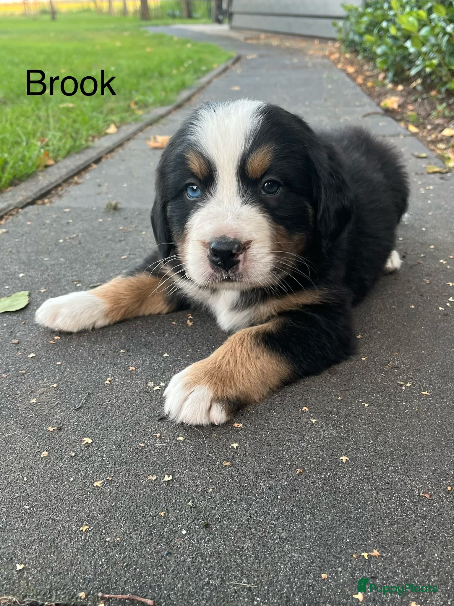 Berner Sennenhond honden Berner sennen pups - Advertentie 6