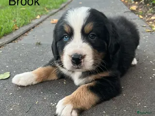 Berner Sennenhond honden Berner sennen pups - Advertentie 6