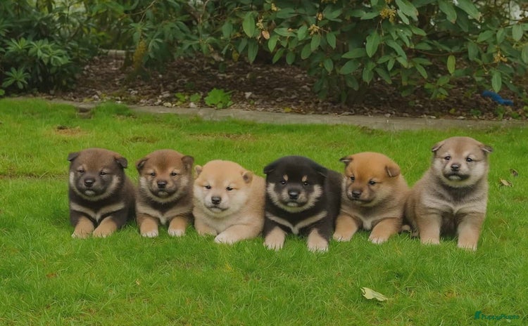 Shiba honden Shiba inu pups - Advertentie 3
