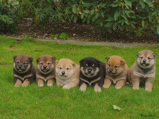 Shiba honden - Advertentie 19