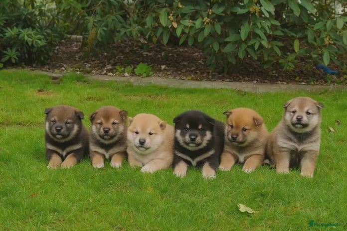 Shiba honden Shiba inu pups - Advertentie 3