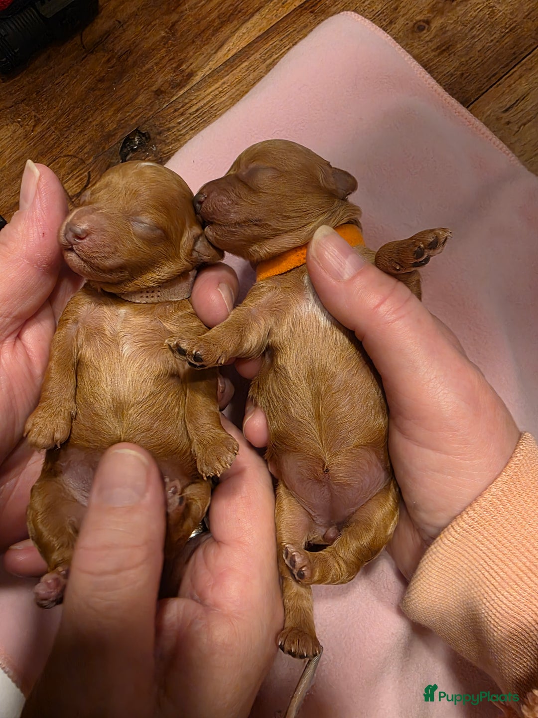 Dwergpoedel honden te koop: Xenna drachtig van 5 puppy's  - Advertentie 8