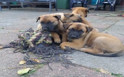 Mechelse Herder honden te koop: Puppy's Mechelse herder - mogen naar nieuw huisje - Afbeelding 15