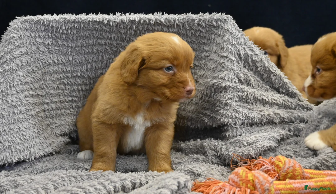Nova Scotia Duck Tolling Retriever honden te koop: Speelse Nova Scotia Duck Tolling Retriever pups  - Advertentie 17