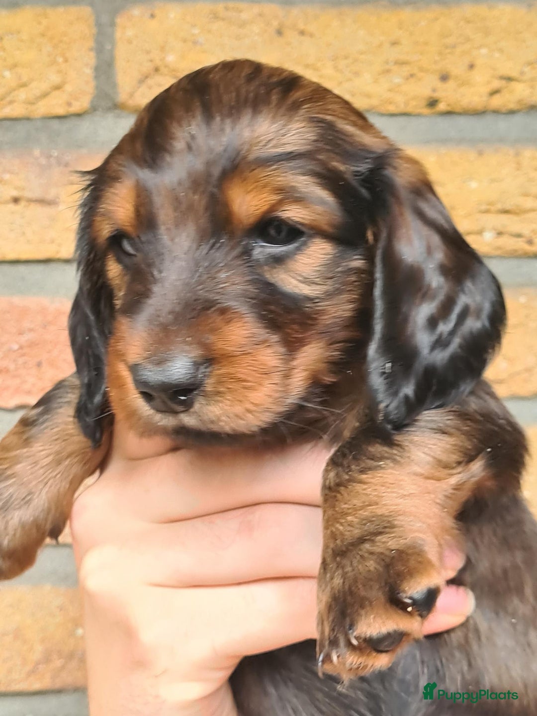 Teckel (langhaar) honden te koop: Eén pup beschikbaar Standaard langhaar teckel pups - Advertentie 23