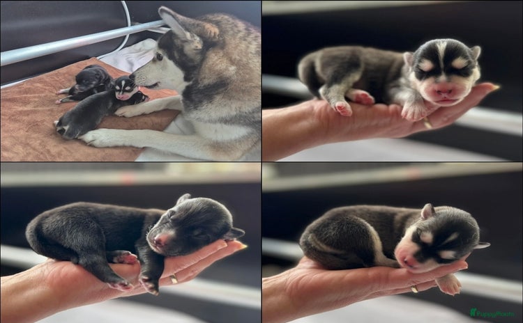 Pomsky honden - Advertentie 2