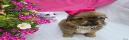 Pekingees honden te koop: Heel mooi Pekinees reutje - Advertentie 35