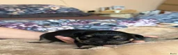 Franse Bulldog honden te koop: Mooi franse bulldog pups - Advertentie 10