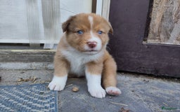 Australian Shepherd honden te koop: Australian Shepherd x Bordercollie pups in Linde - Afbeelding 26