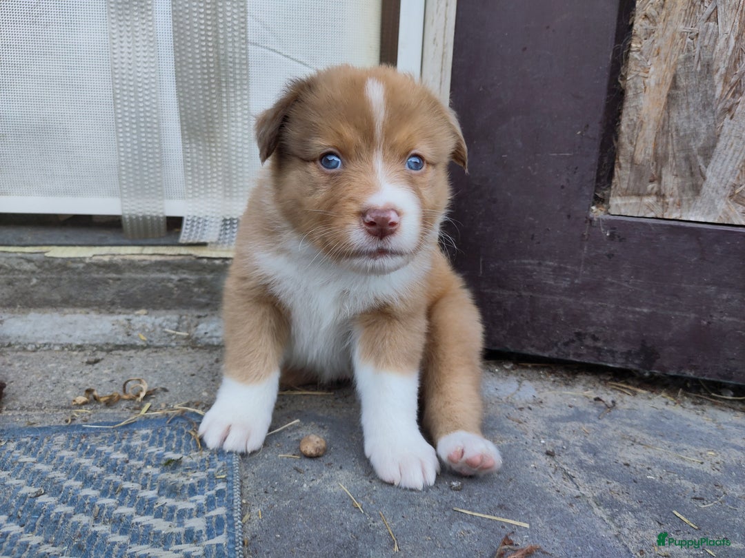 Australian Shepherd honden te koop: Australian Shepherd x Bordercollie pups in Linde - Afbeelding 26