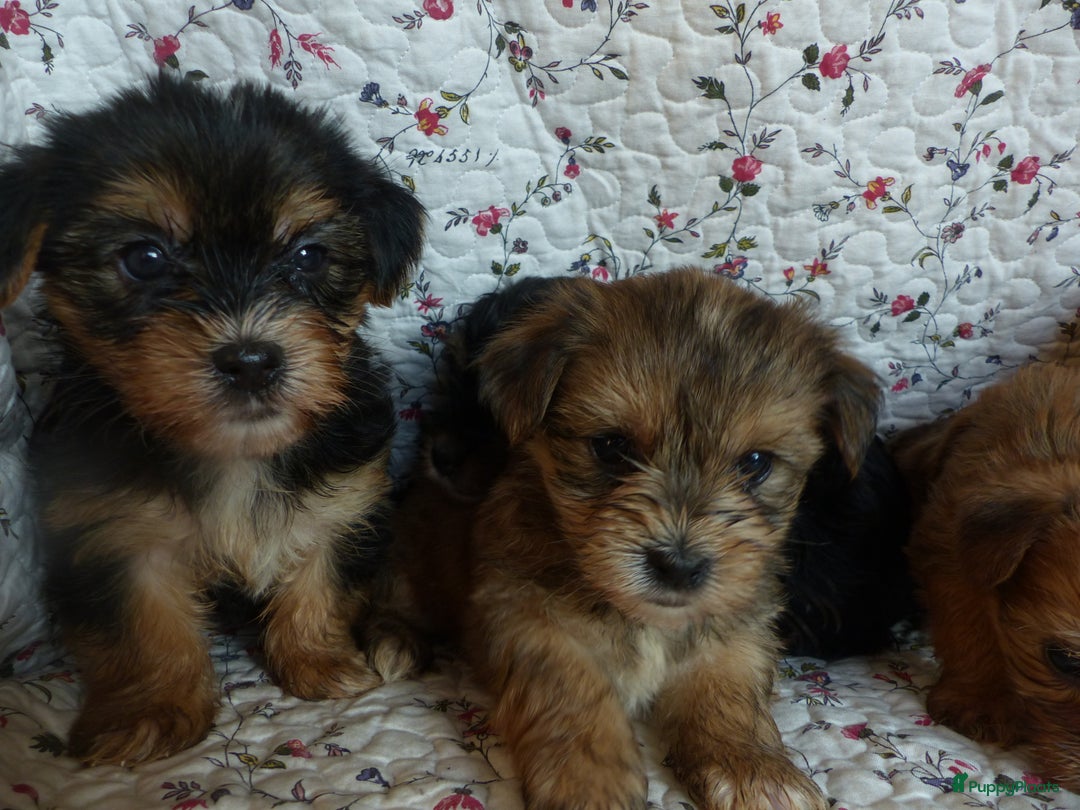 Yorkshire Terriër honden te koop: 5 pups Yorkshire Terrier gezond niet doorgefokt - Advertentie 21