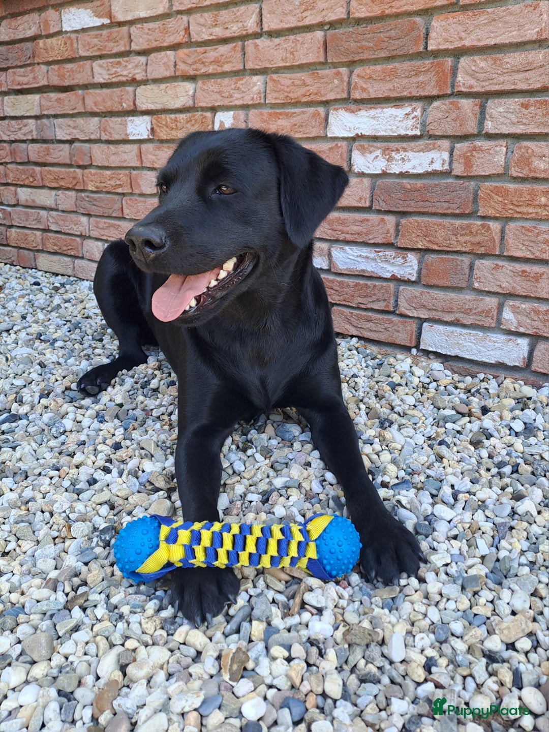 Kruising honden te koop: Labrador/golden retriever/border collie pups - Advertentie 4