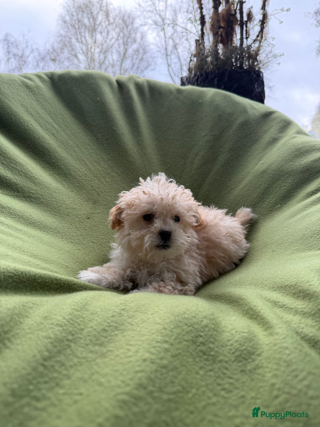Maltipoo honden te koop: Maltipoo (Maltezer x Toy poedel) pups - Advertentie 22