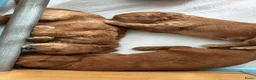 Poedel Toy honden te koop: Toy poedel vrouwtje beschikbaar  - Advertentie 4