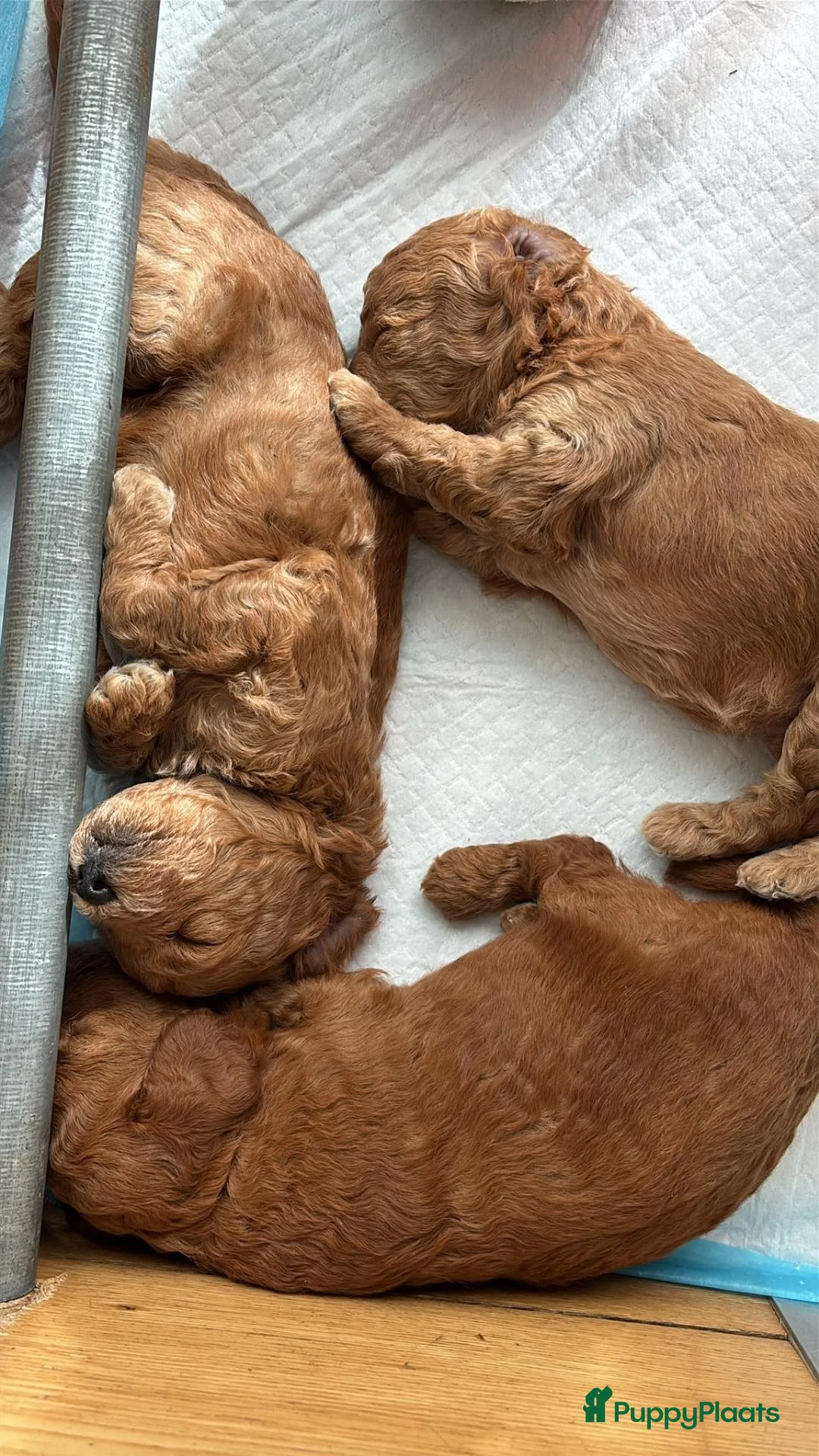 Poedel Toy honden te koop: Toy poedel vrouwtje beschikbaar  - Advertentie 4