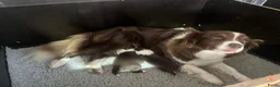 Border Collie honden te koop: Border collie pups met FCI stamboom - Advertentie 2