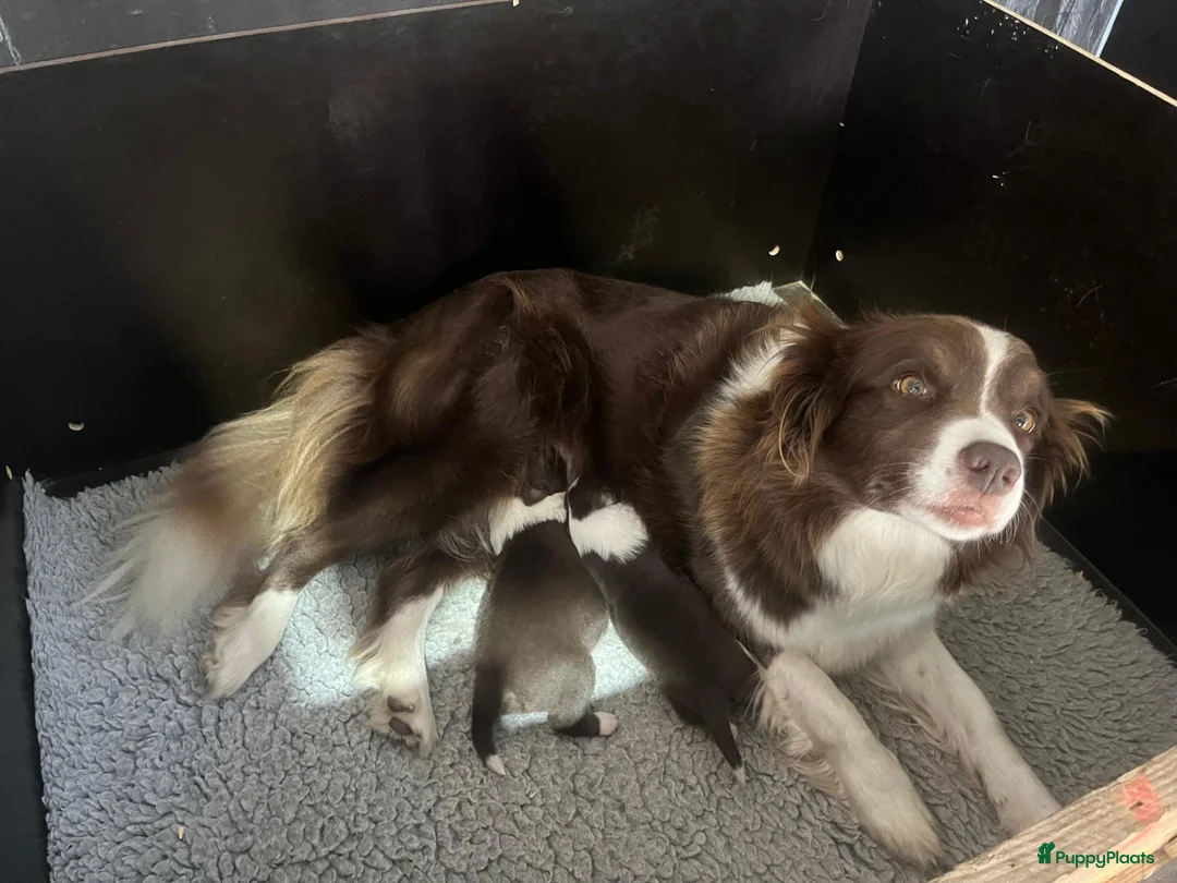 Border Collie honden te koop: Border collie pups met FCI stamboom - Advertentie 2