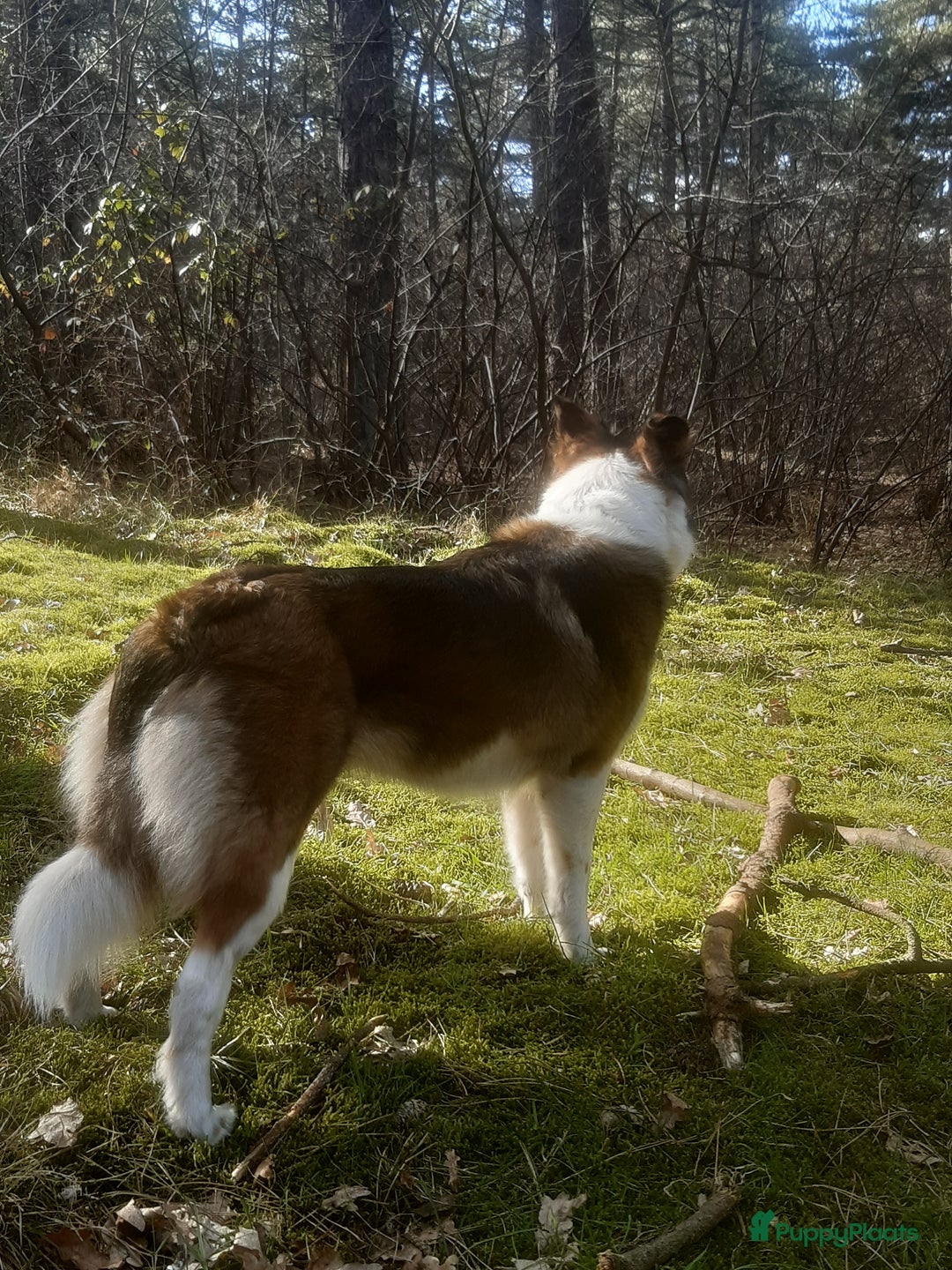 Australian Shepherd honden te koop: Australian Shepherd x Bordercollie pups in Linde - Afbeelding 33