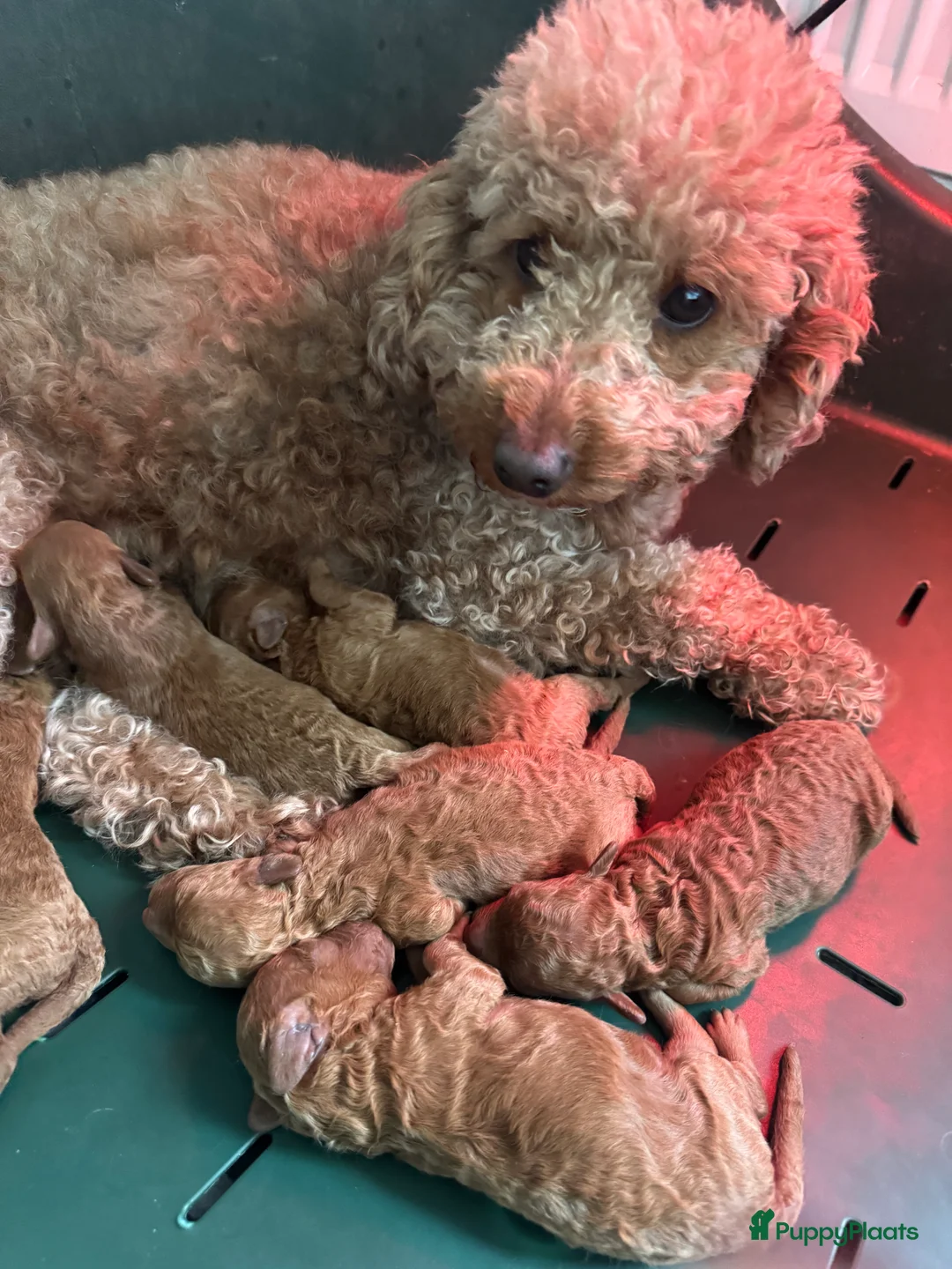 Poedel Toy honden te koop: Toy poedel pups geboren - Advertentie 7