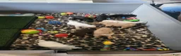 Labradoodle honden te koop: Nog 4 Mini Labradoodle pups beschikbaar.  - Advertentie 20