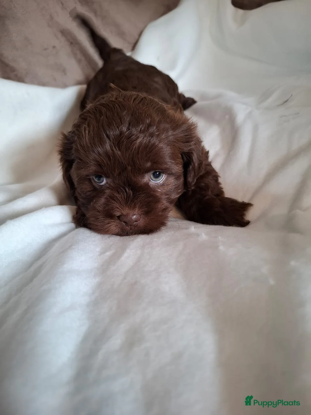 Kruising honden te koop: Mooi nestje boomerpups  - Advertentie 21