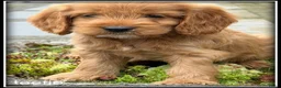 Cockapoo honden te koop: Cockapoo pup teefjes - Advertentie 6
