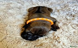 Rhodesian Ridgeback honden te koop: Rhodesian Ridgeback pups+stamboom 2reutjes 8weken  in Wierden - Afbeelding 27