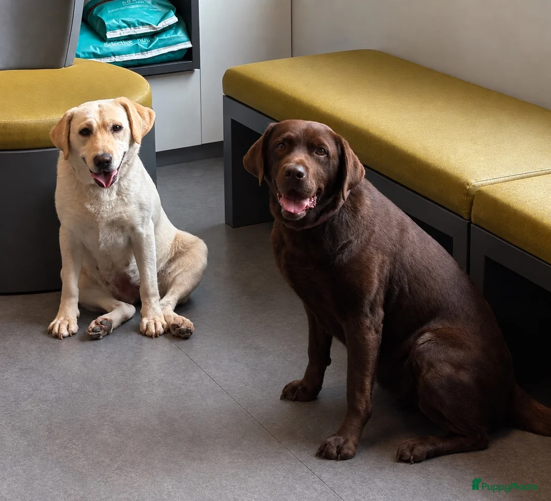 Labrador Retriever honden te koop: 🐾 Labradorpups verwacht in oktober! 🐾 - Advertentie 1
