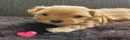 Havanezer honden te koop: Raszuivere Havanezer, met FCI stamboom - Advertentie 5