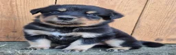Kruising honden te koop: Australian shepherd x berner sennen (1/4) pups - Advertentie 24