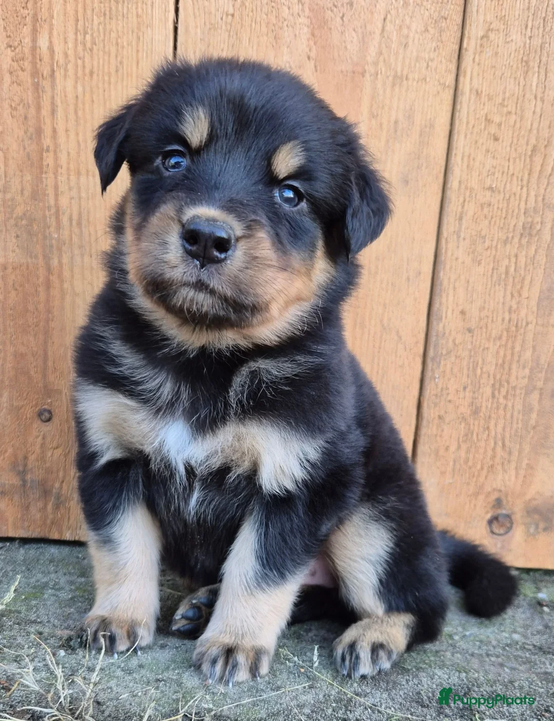 Kruising honden te koop: Australian shepherd x berner sennen (1/4) pups - Advertentie 24