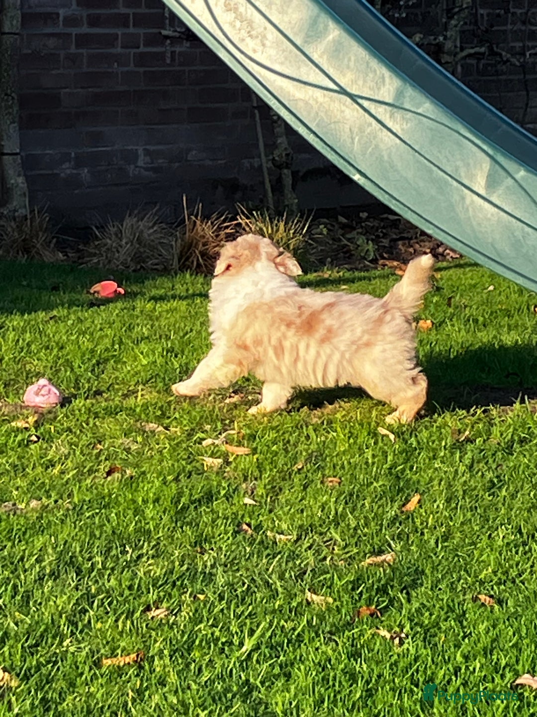 Australian Shepherd honden te koop: Prachtige raszuivere Australian Shepherd - Advertentie 8