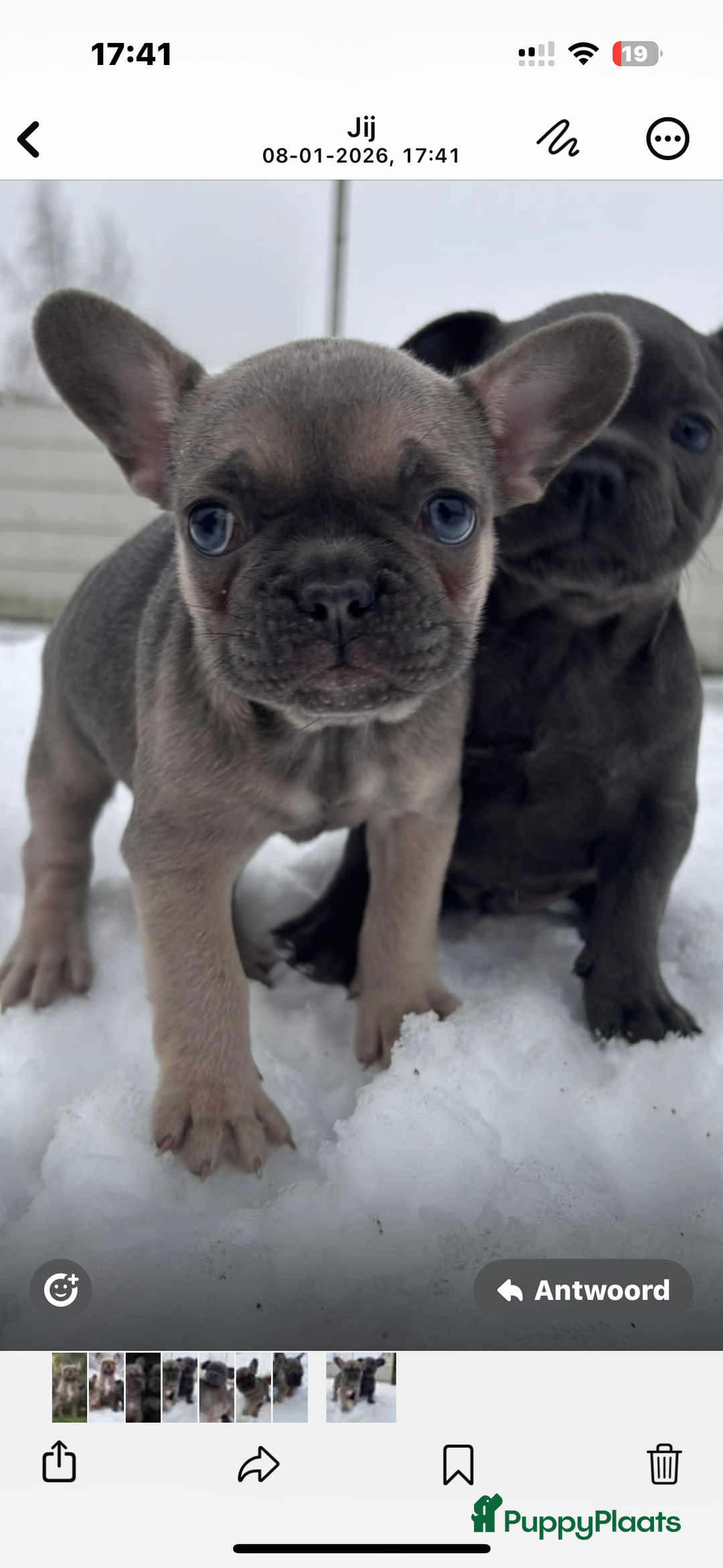 Franse Bulldog honden te koop: Franse Bulldog pups - Advertentie 4