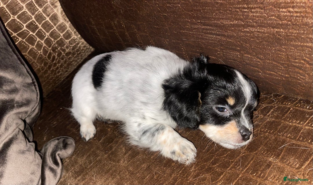 Kruising honden te koop: Chihuahua kruising pups - Advertentie 9