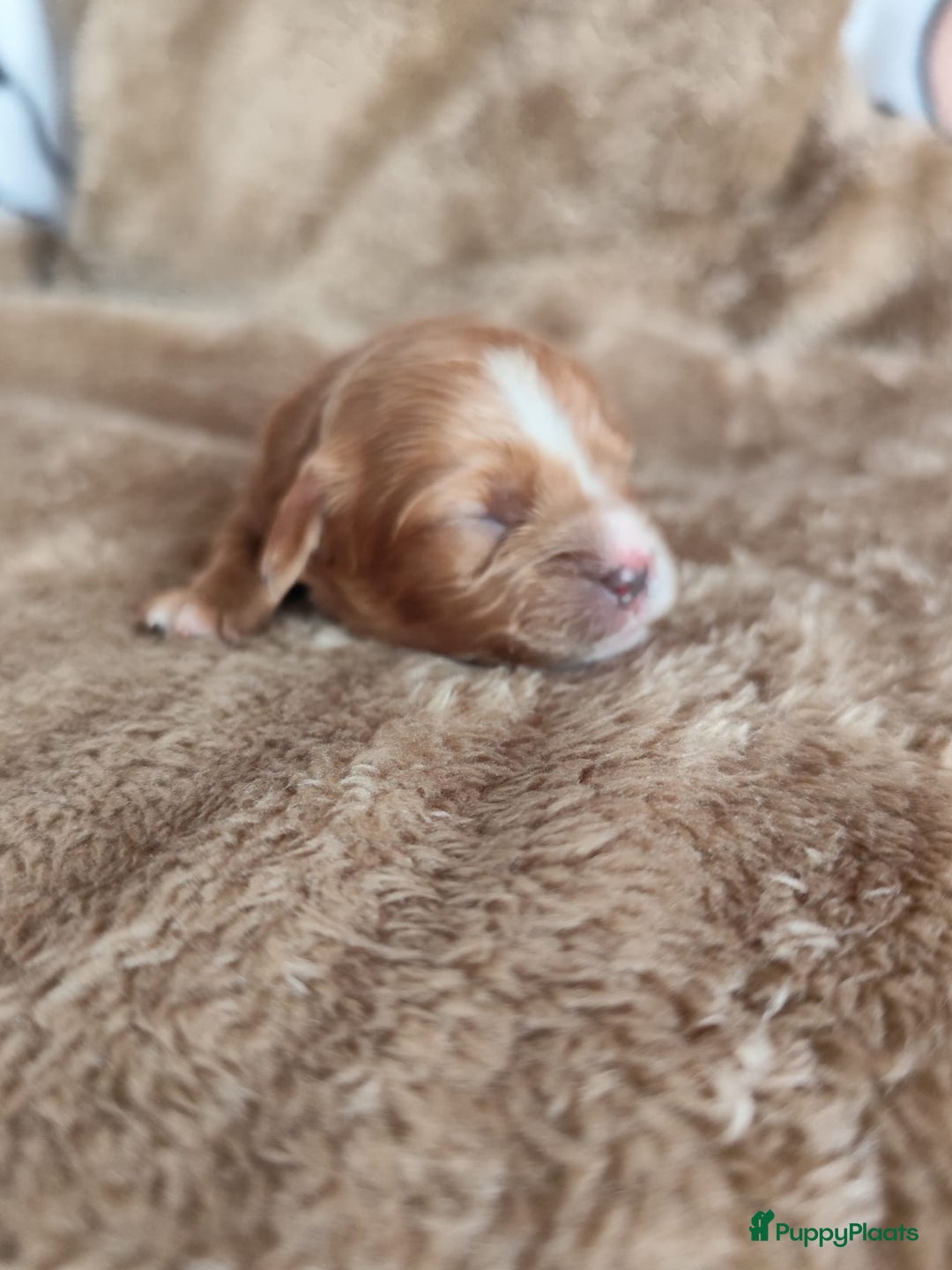 Cavapoo honden te koop: Prachtige cavapoo pups - Advertentie 7