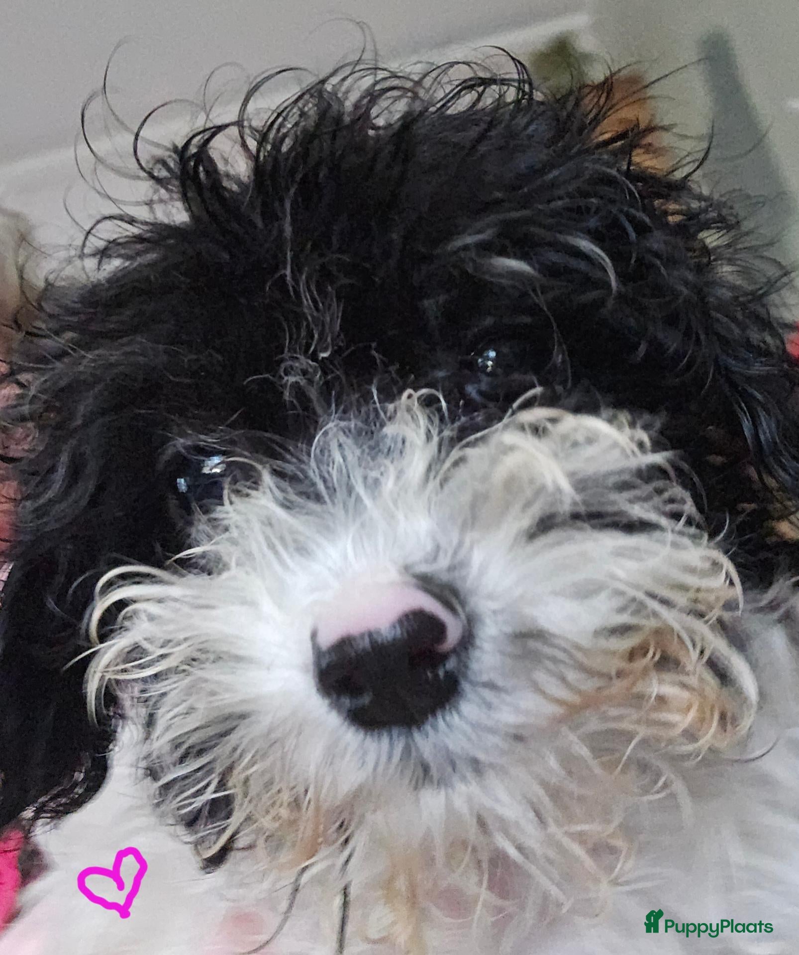 Boomer honden Boomer - Advertentie 1