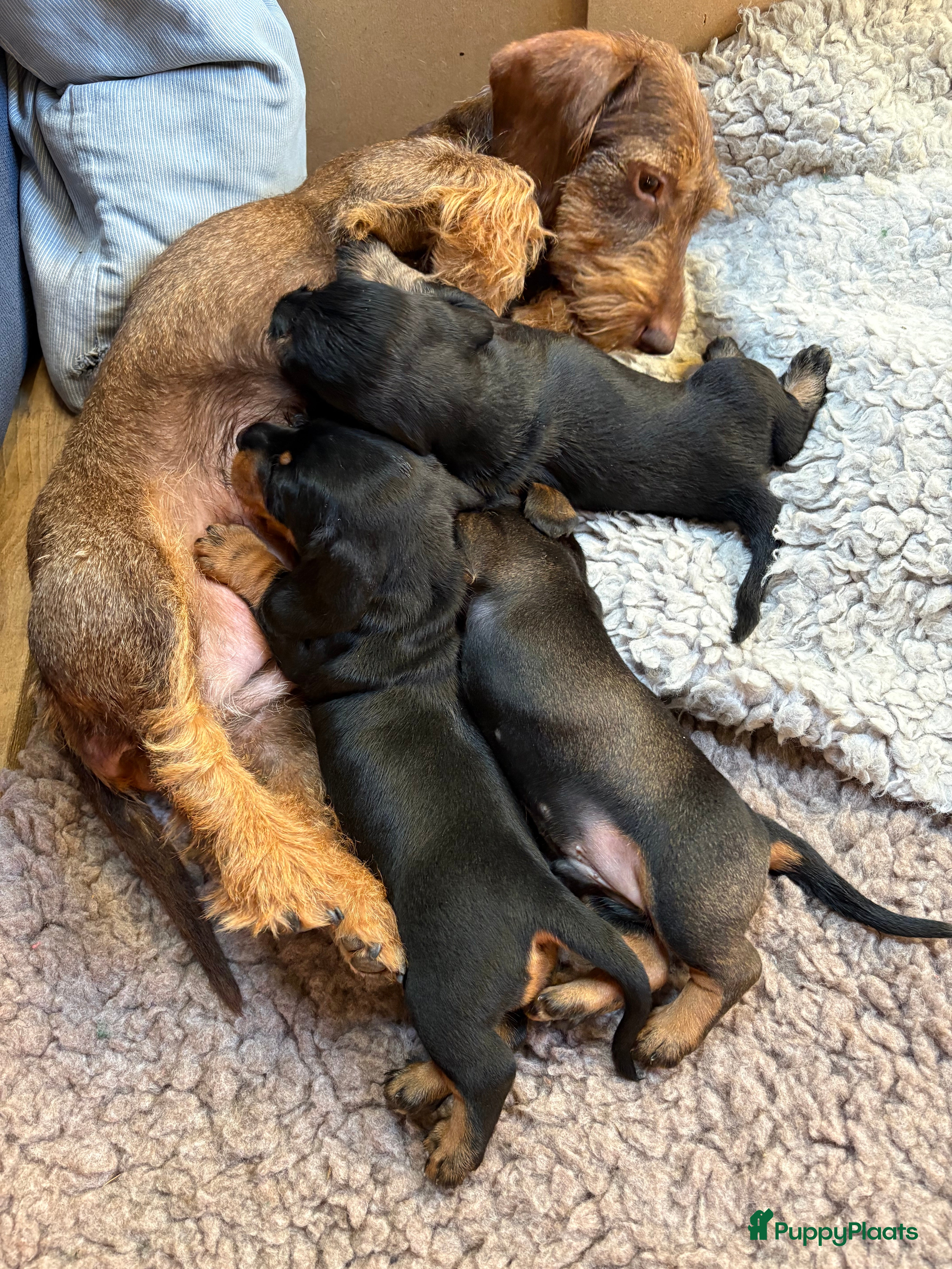 Ruwhaar Teckel honden Ruwhaar teckel pups - Advertentie 2