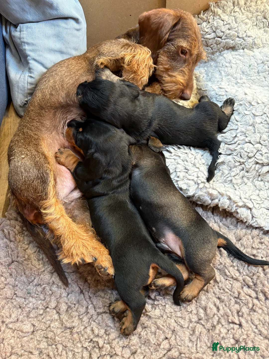 Ruwhaar Teckel honden te koop: Ruwhaar teckel pups in Maarn - Advertentie 2