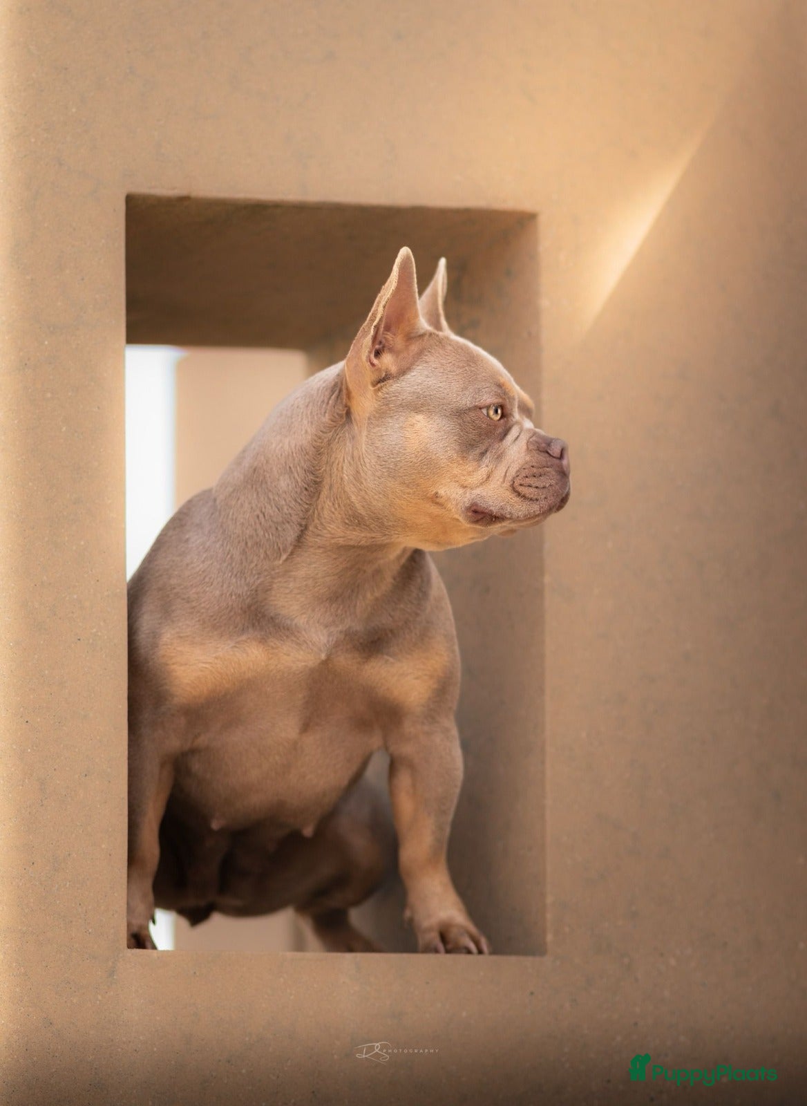 Franse Bulldog honden Prachtig nest Franse Bulldog verwacht - Mei - Advertentie 1