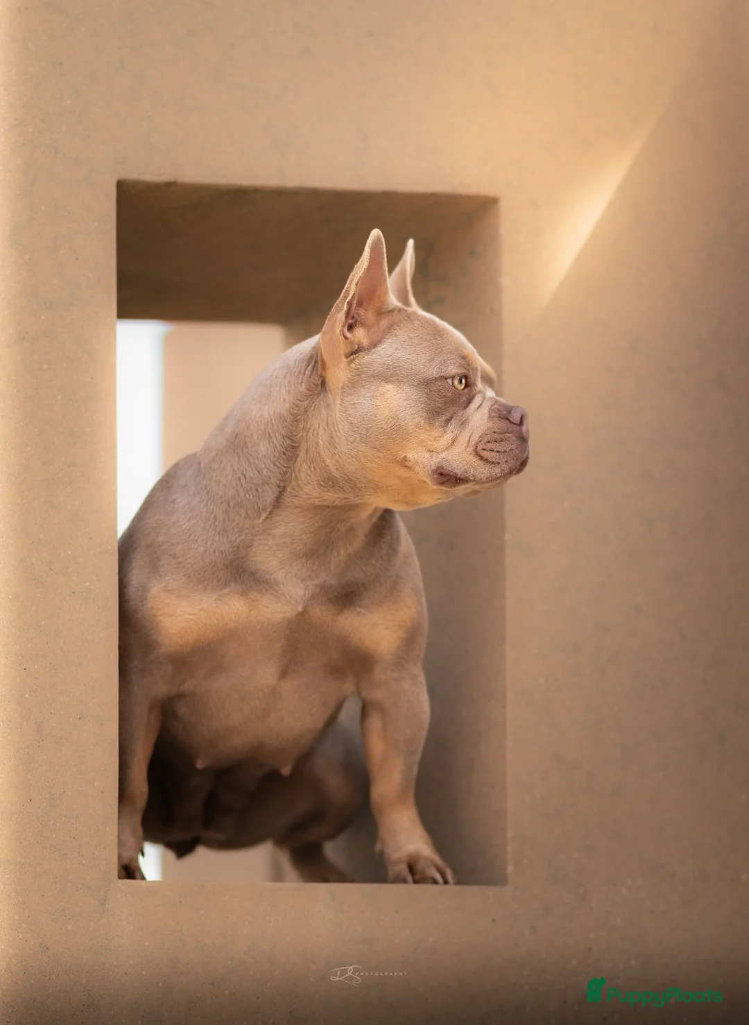 Franse Bulldog honden te koop: Prachtig nest Franse Bulldog verwacht - Mei - Advertentie 1