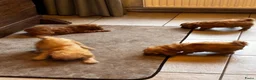Labradoodle honden te koop: Labradoodle pups Medium - Advertentie 8