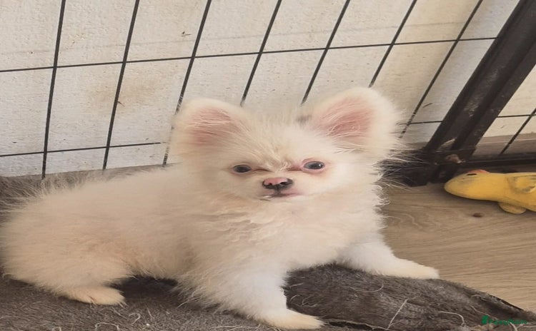 Pomeriaan honden in Zoetermeer - Advertentie 3