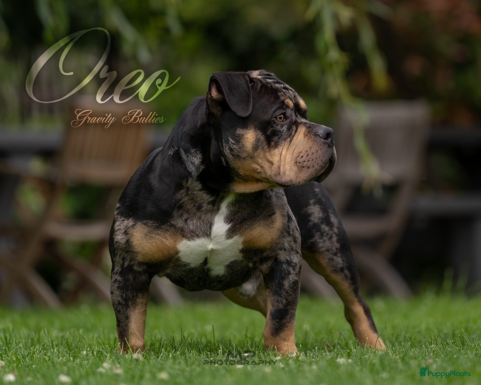 Amerikaanse Bully honden ter dekking: American Bully pocket dekreu - Advertentie 1