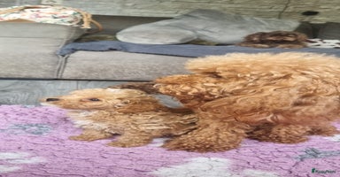 Poedel Toy honden - Advertentie 8