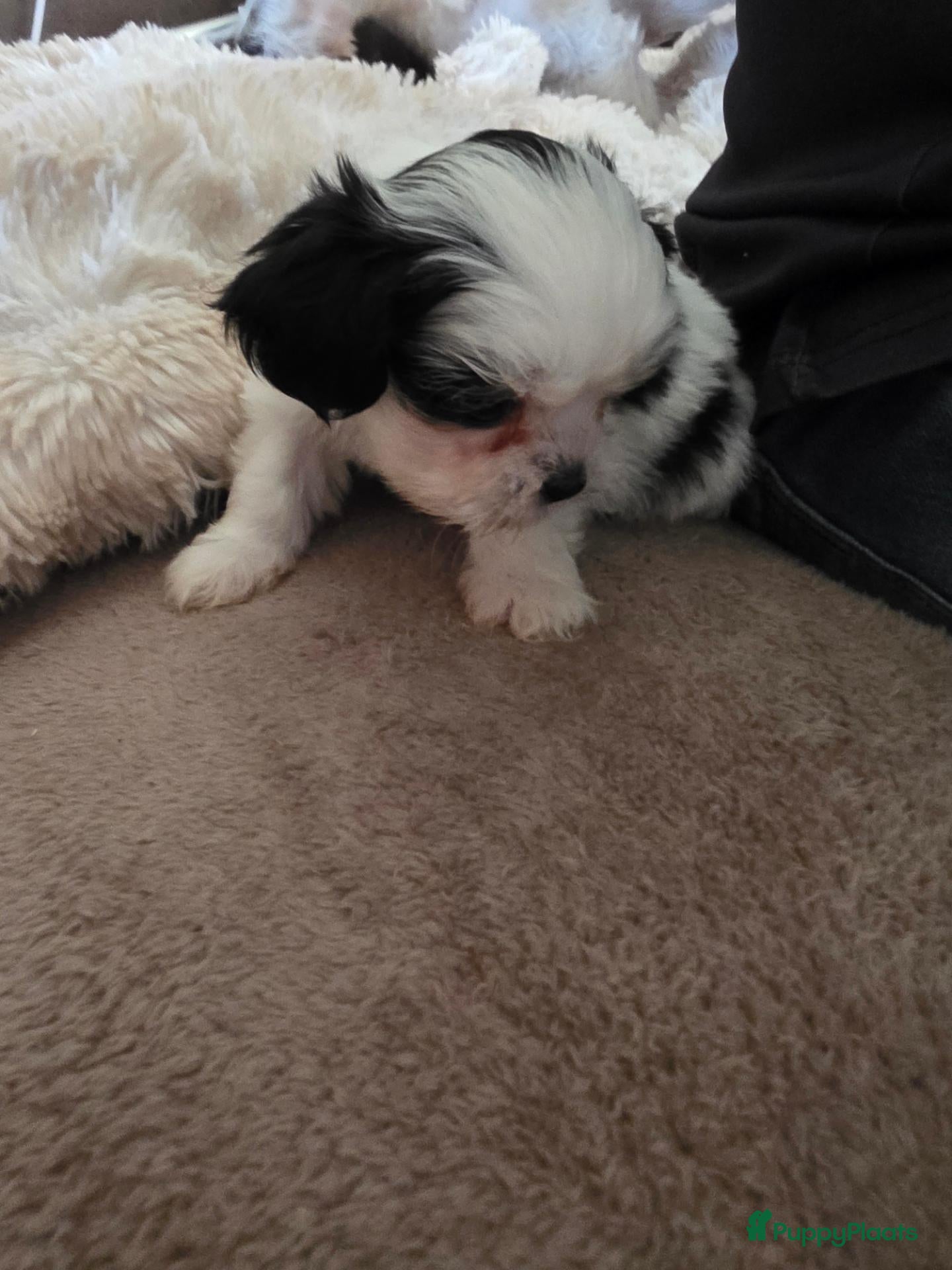 Boomer honden Boomer pup - Advertentie 2