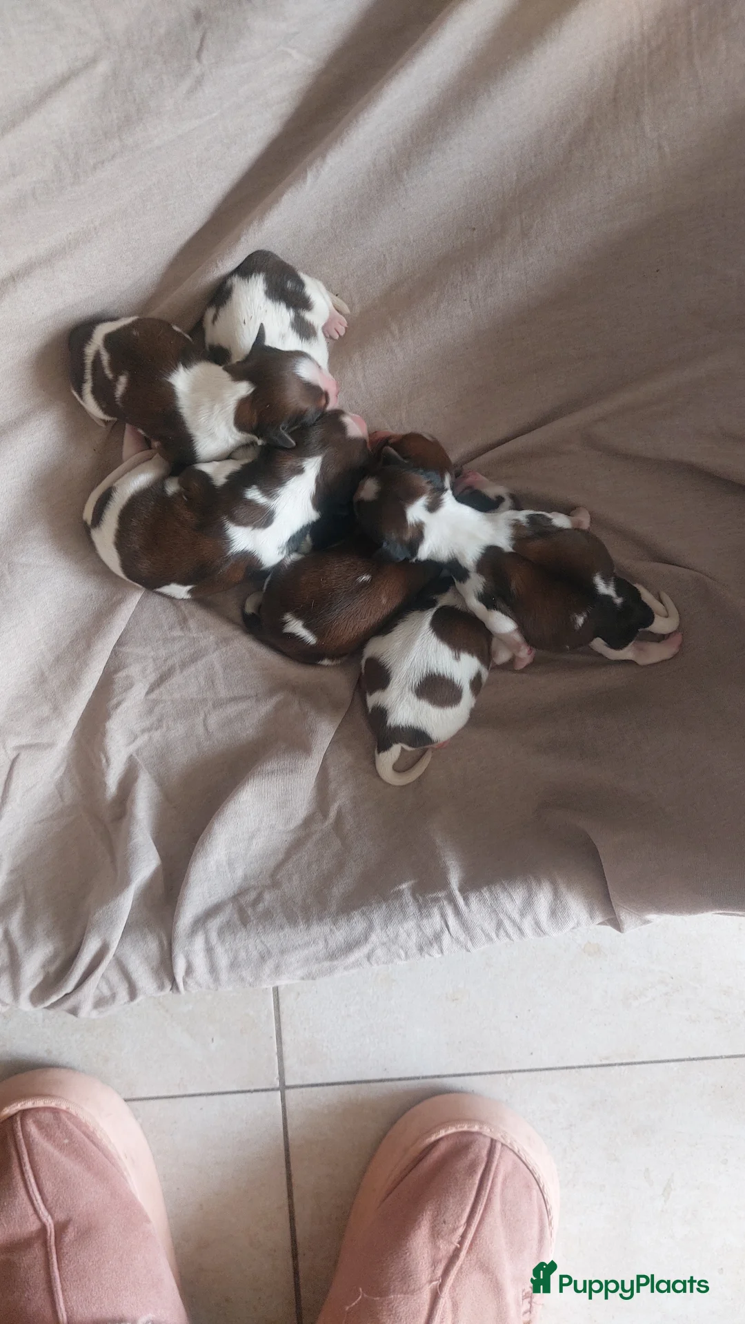 Kooikerhondje honden te koop: Schitterende kooikerpups - Advertentie 2